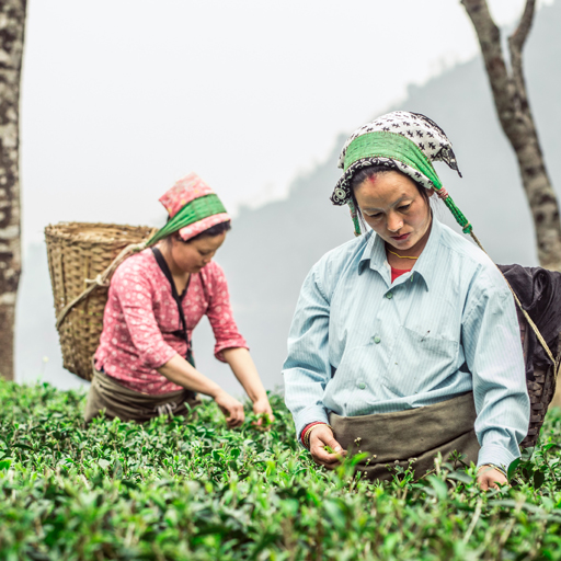 darjeeling