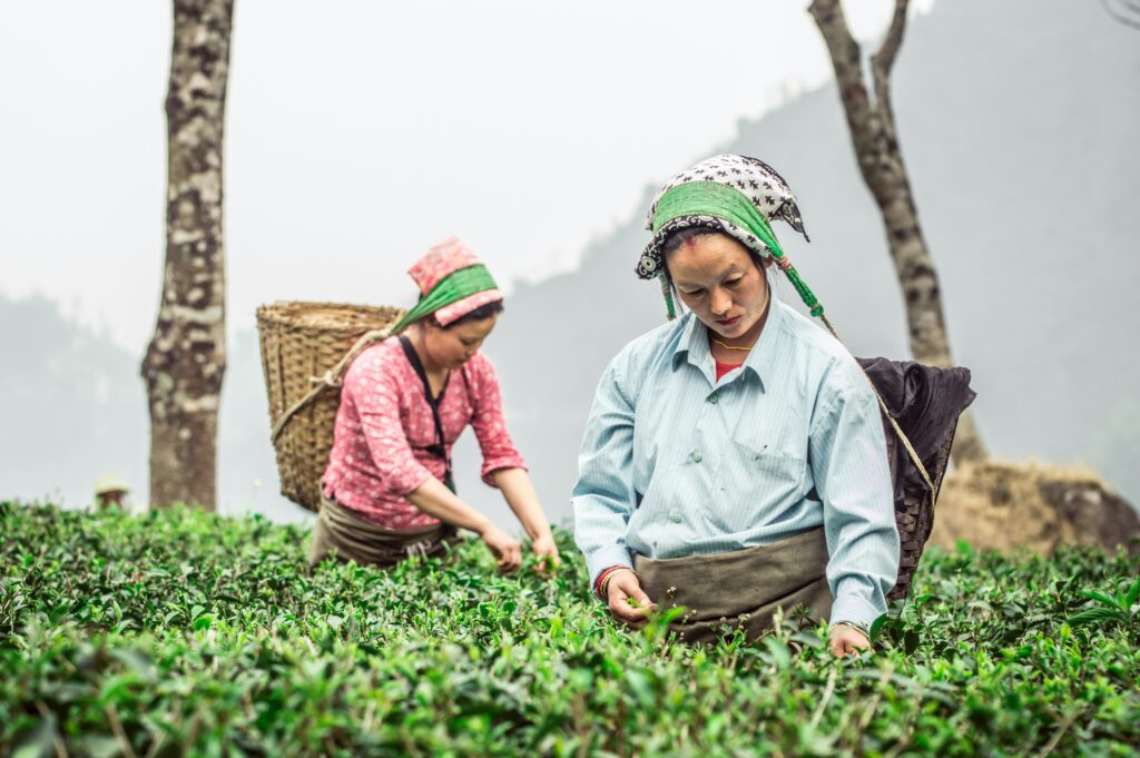 darjeeling, tea plantations,