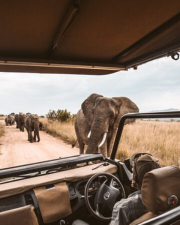 Wildlife Safari