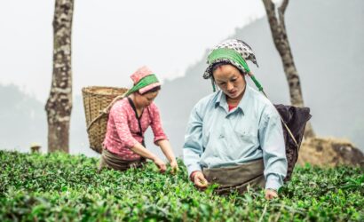 darjeeling, tea plantations,