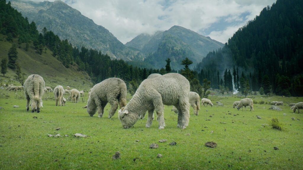 kashmir pahalgam